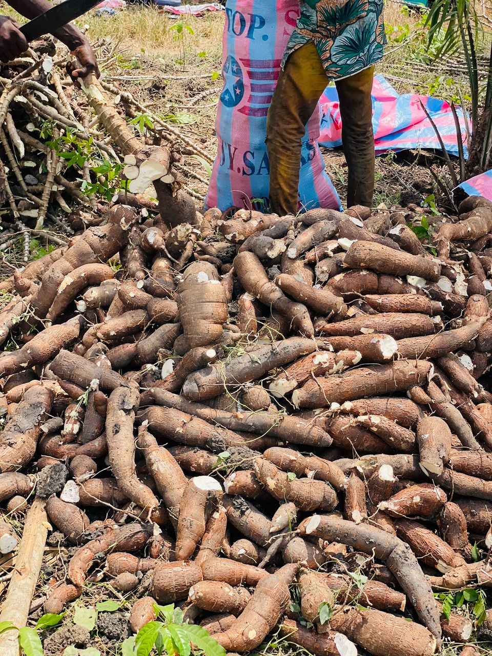 Manioc et maïs bio récoltés à la main au Bénin par Agrio Bio William