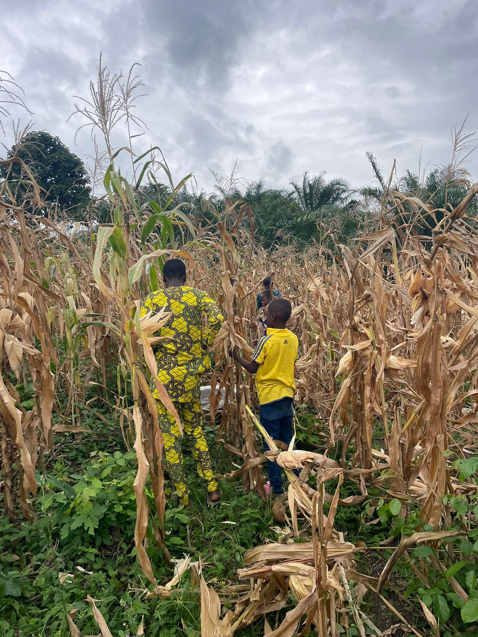 Champ de maïs au Bénin