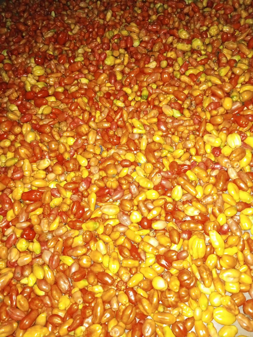 Tomates bio cultivées sans pesticides par Agrio Bio William à Athiémé, Bénin